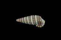 藏品(栓海蜷)的圖片